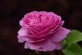 Hybrid Tea Rose 'Heirloom'