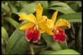 Red and yellow cattleya orchid