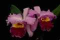 Orchid cattleya 'Irene Finney'