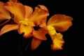 Orchid cattleya