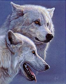 arcticwolves
