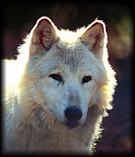 wolf52