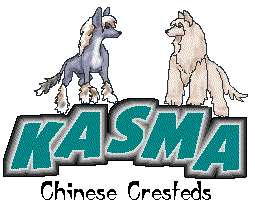 Kasma Chinese Cresteds