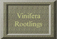 Vinifera Rootlings