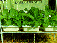 Sayuran Hidroponik
