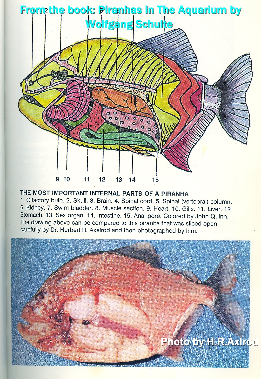 Piranha Species Chart