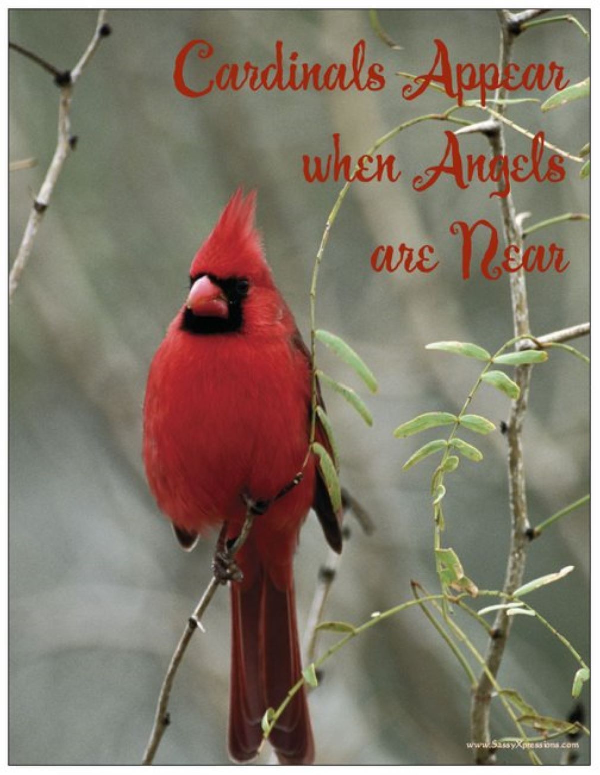 Cardinals Appear when Angels are Near Refrigerator Magnet