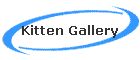Kitten Gallery