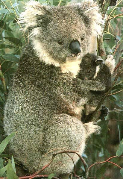 	Koala gif - Mother & young joey