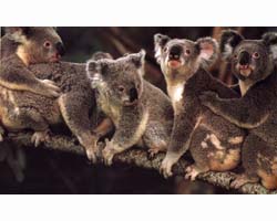 A group of Koalas