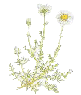 chamomile