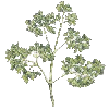 parsley