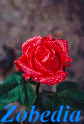 ~Zobedia's AV Rose Garden~