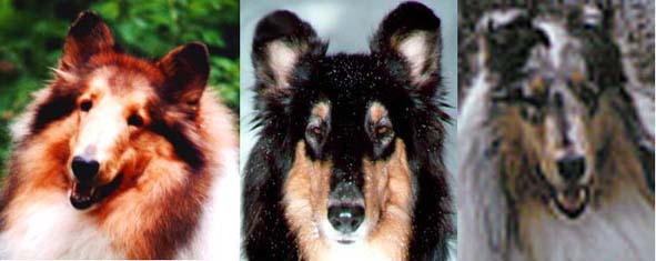 Collie Club of Canada Homepages