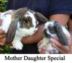 Img: mini lop mother/daugher special