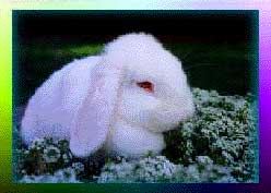 White Mini Lop Rabbit 