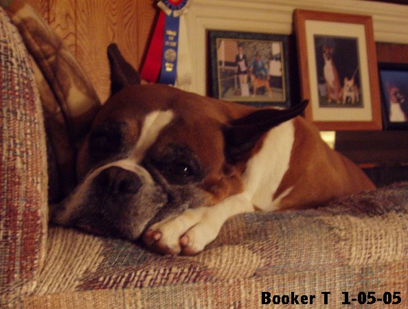 Ch Rosend's Booker T @ 10.5 years old