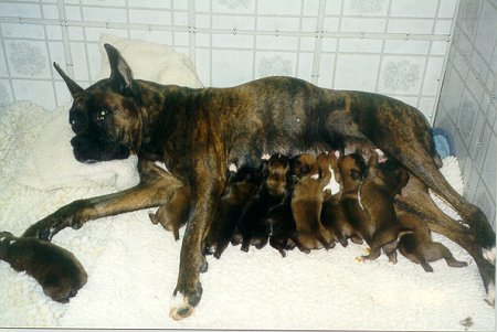 Crystal has 10 Boxer puppies