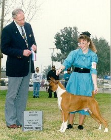 Ch Rosend's Booker T @ 6 months old and winning his first Best of Winners. Handled by owner Christina Ghiment