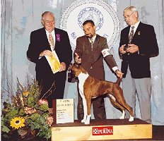 American Boxer Club - 
National Specialty - 
3rd place (class of 30) - 
12-18 month brindle bitch - 
judge: Peter Baynes