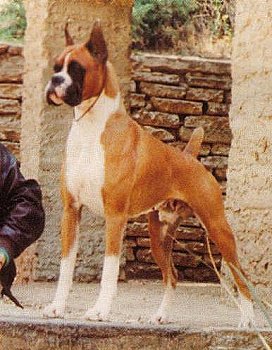 This is Booker T's grandfather. Jet Breaker was one of the top winning Boxers in our breed as well as a top producer. He is much prized in any pedigree.