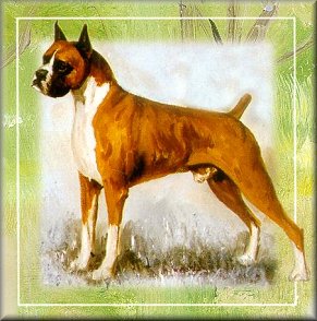 This is Booker T's grandfather. Jet Breaker was one of the top winning Boxers in our breed as well as a top producer. He is much prized in any pedigree.