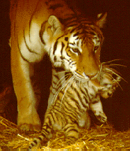 Tiger With Cub