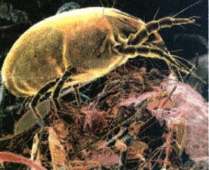  These dustmites are living in your carpets! YUCK!