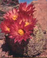 cactus/arizona-pincushion.jpg