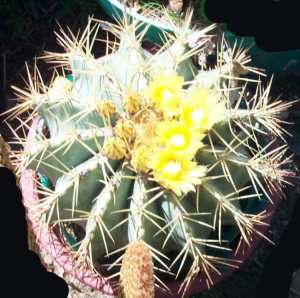 cactus/barrel-5b.jpg
