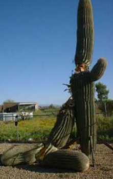 cactus/broken_cactus.jpg