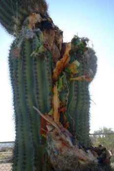 cactus/cactus_trunk.jpg