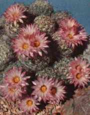 cactus/common-pincushion.jpg