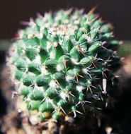 cactus/mam_bravo.jpg