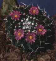 cactus/mexican-pincushion.jpg