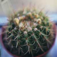 cactus/noto_cactus.jpg