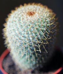 cactus/pin_cushion.jpg
