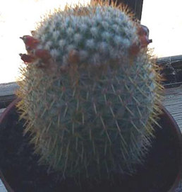 cactus/pin_cushion_4s.jpg