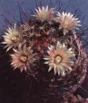 cactus/pinal-pincushion.jpg