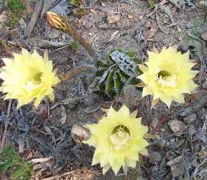 cactus/yellow2.jpg