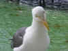 confused seagull.jpg (231432 bytes)