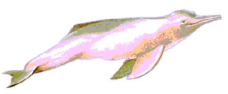 DELFIN ROSADO