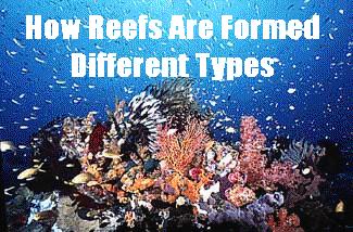 types of coral reefs