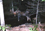 Moose in Forest