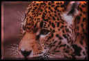 imagen de leopardo
