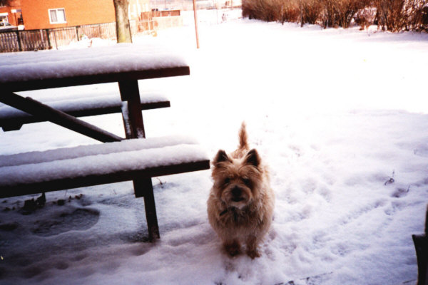 Mugs the snow dog in the snow