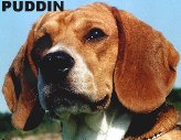 this is Puddin she is 13 years old and is the love of Marcia's life. Visit her website by click on her picture.