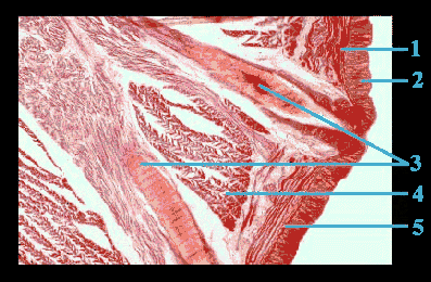 earthworm muscular system