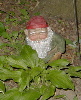 Another Gnome