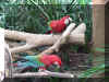 2 parrots.jpg (106862 bytes)